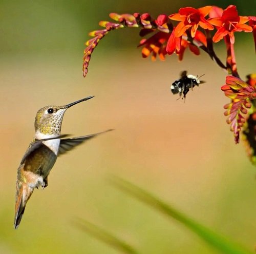 crocosmia yellow Plants to attract hummingbird