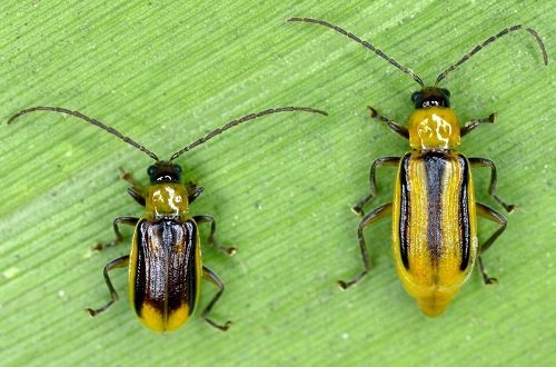 Types of Frequently Found Pests in Your Garden