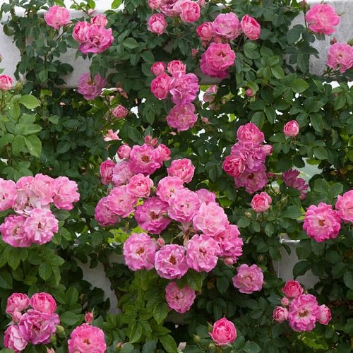 Smallest Rose Varieties for Containers 9