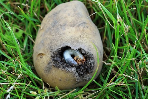 Damage Caused by Potato Bugs