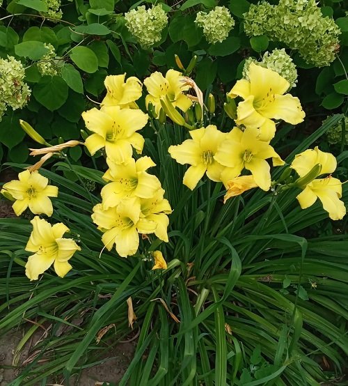 daylilies yellow Plants to attract hummingbird