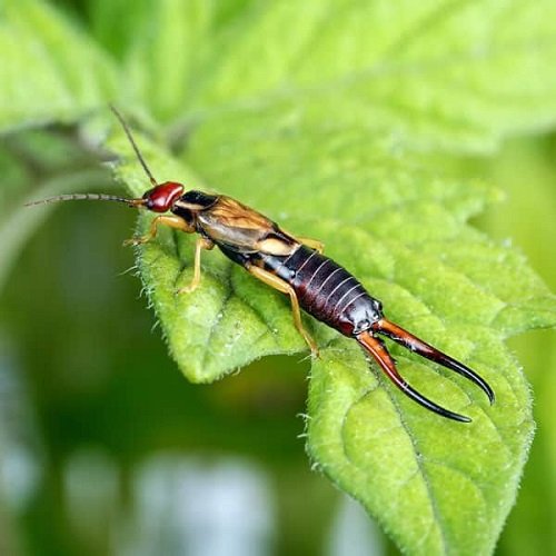 Types of Common Pests in Your Garden 7