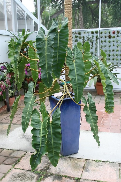 Philodendron Atabapoense and Philodendron Billietiae