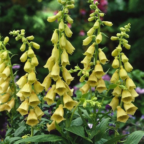 Best Yellow Hummingbird Plants 22
