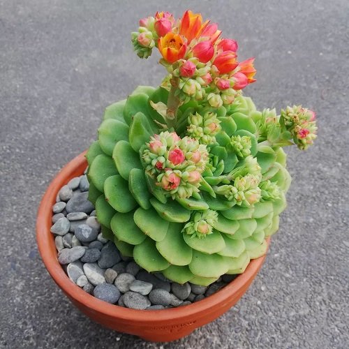 Succulent With Petal-Like Leaves 22