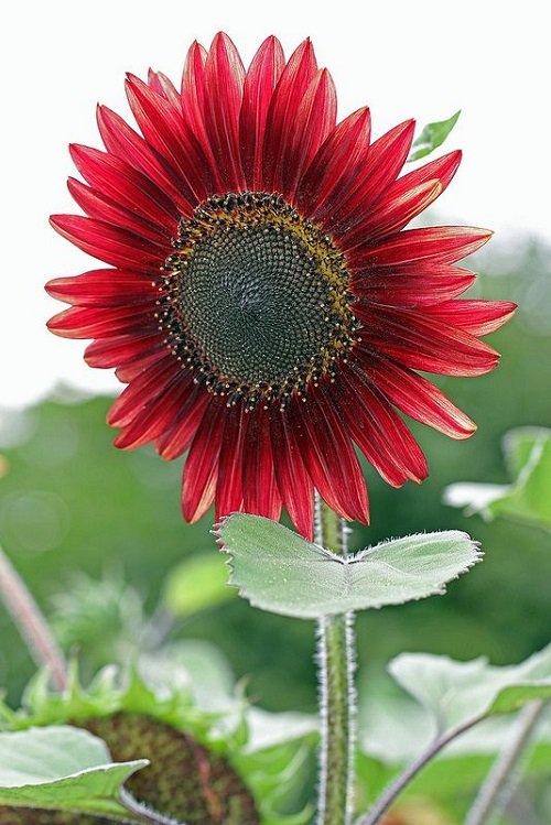  Best red sunflower varieties 1