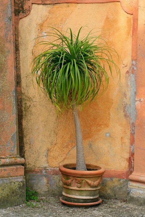 Best Tall Succulents 71