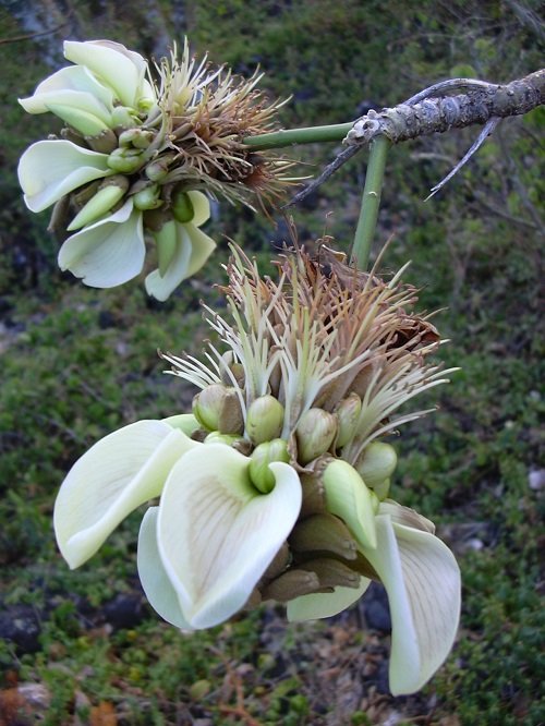 Best White Hawaiian Flowers 16
