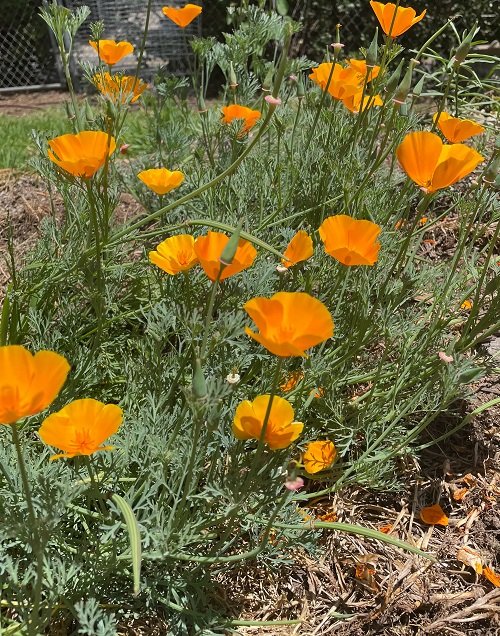 Best Orange Wildflowers You Can Grow in Your garden