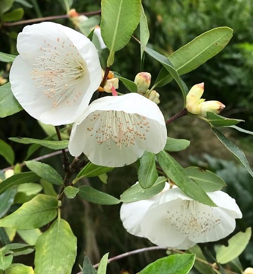 Eucryphia as Cup Shaped Flowers 5