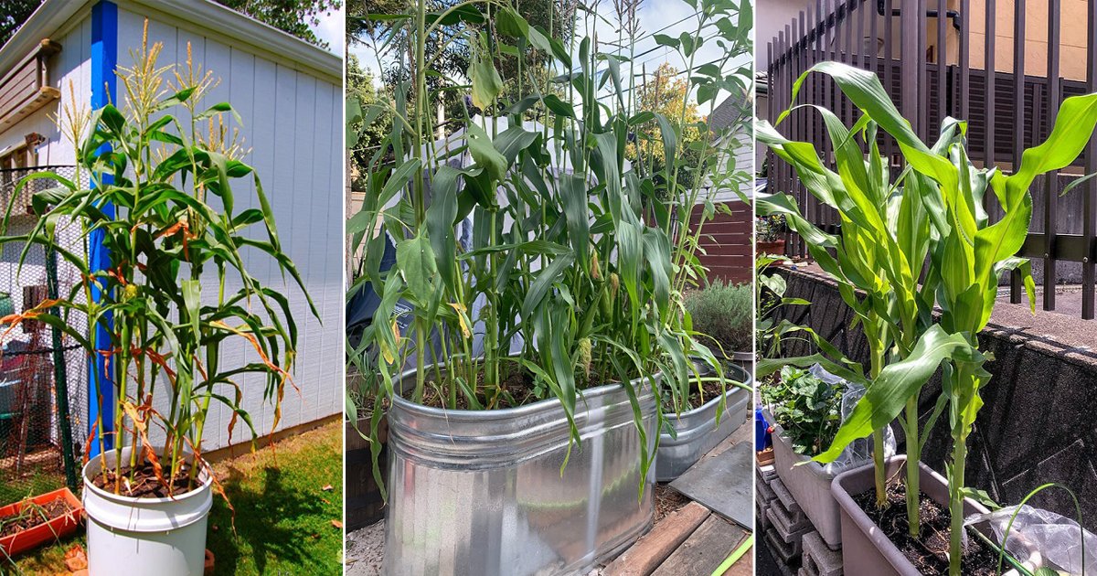 The Complete Guide To Planting  Growing Corn In Containers  Gardening  Chores