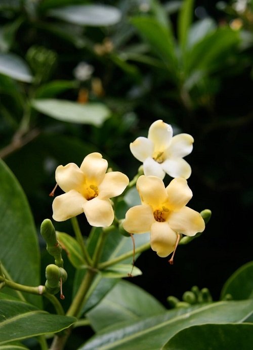 Best White Hawaiian Flowers 5