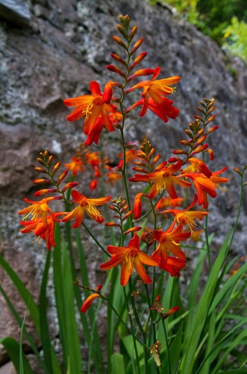 The top 25 perennials with orange flowers
2