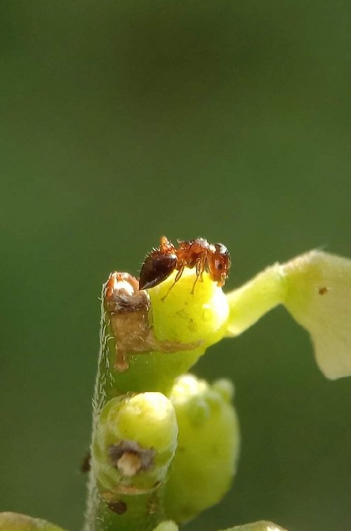 Different types of Common Garden Pests
