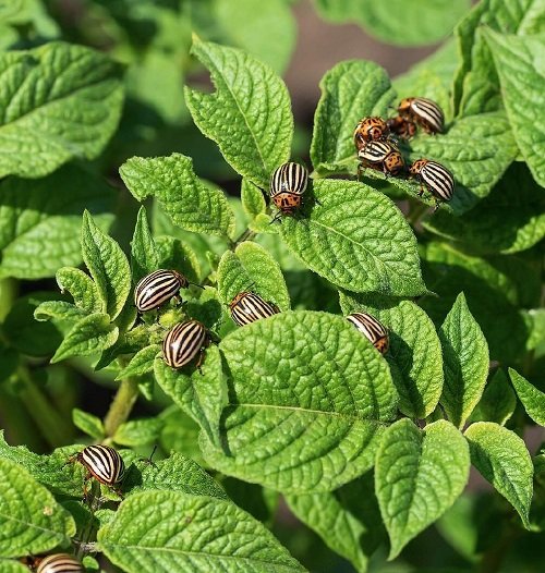 Types of Common Pests in Your Garden 11
