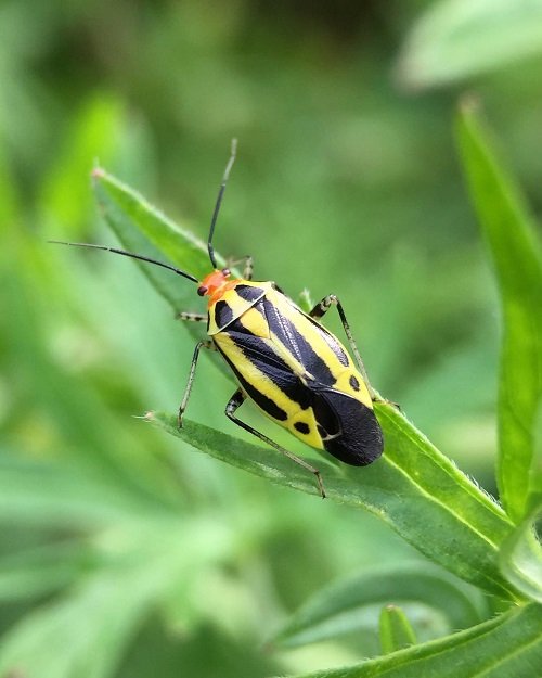 Types of Common Pests in Your Garden 4