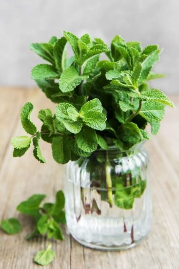 12 Herbs that Grow from One Cutting and a Glass of Water