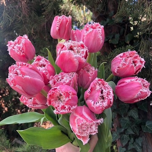 The Finest White and Pink tulip Flowers