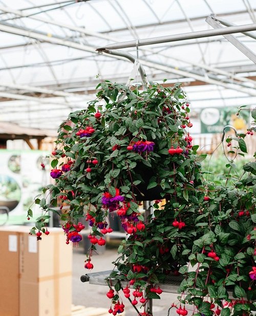fuchsia plant in hanging basket