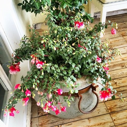 Requirements for Growing Fuchsia Indoors
