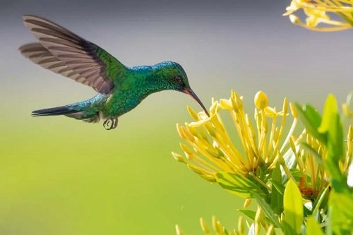 yellow fuchsia Plants to attract hummingbird