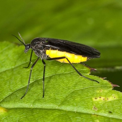Common Pest Types for Your Garden 2