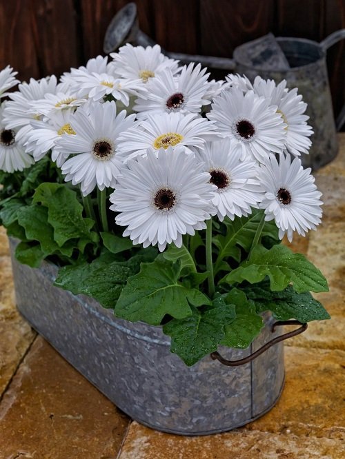 Gerbera Majorette Flowers with Black Center 