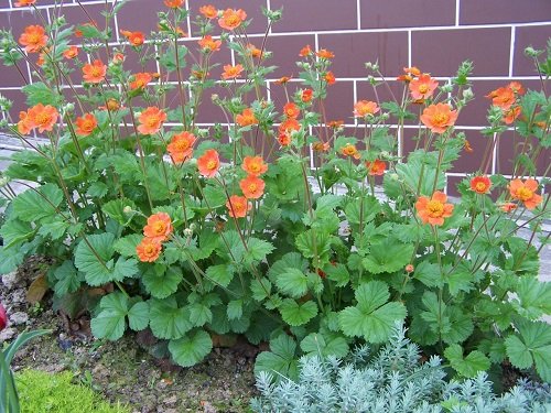 25 best perennials with orange flowers1