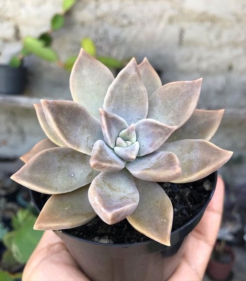 Succulent With Petal-Like Leaves 9