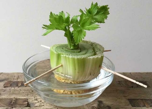Growing Celery in Containers 12