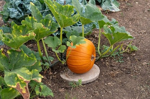 What Does a Pumpkin Plant Look Like