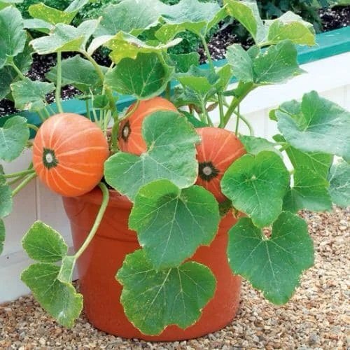 Pumpkins In Containers