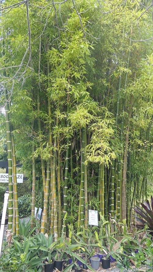 Plants that Look like Lucky Bamboo 10
