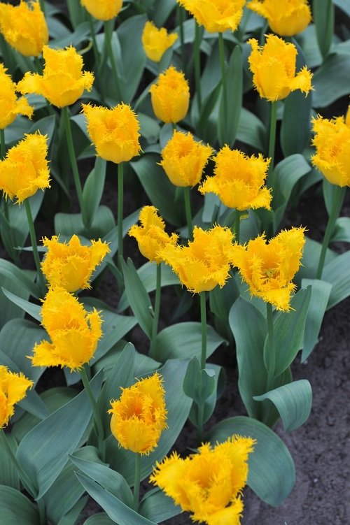 Best Yellow Tulip Varieties 41