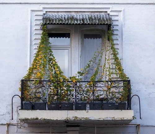 Best Plants for a Juliet Balcony