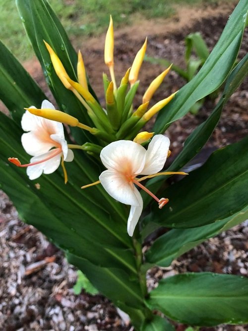 Best White Hawaiian Flowers 4