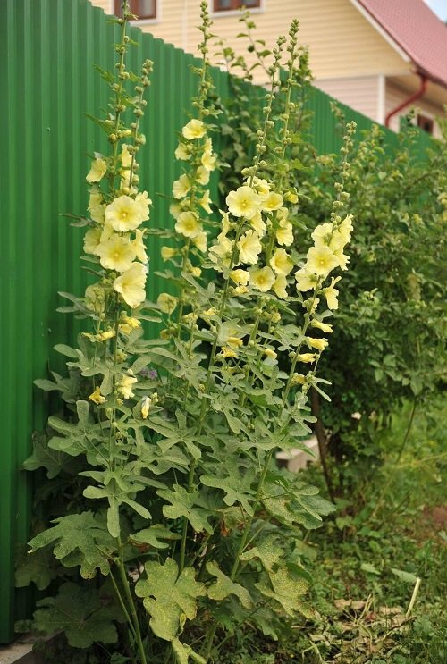 Best Yellow Hummingbird Plants 2