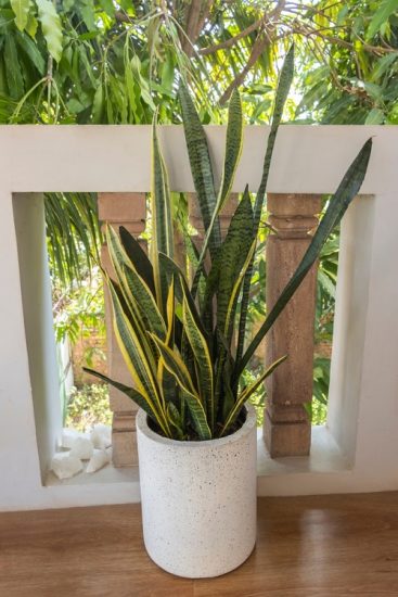 Best Pots for Snake Plants | How to Choose a Container for Snake Plant?