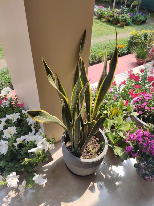 How to Force a Snake Plant to Produce Pups 6