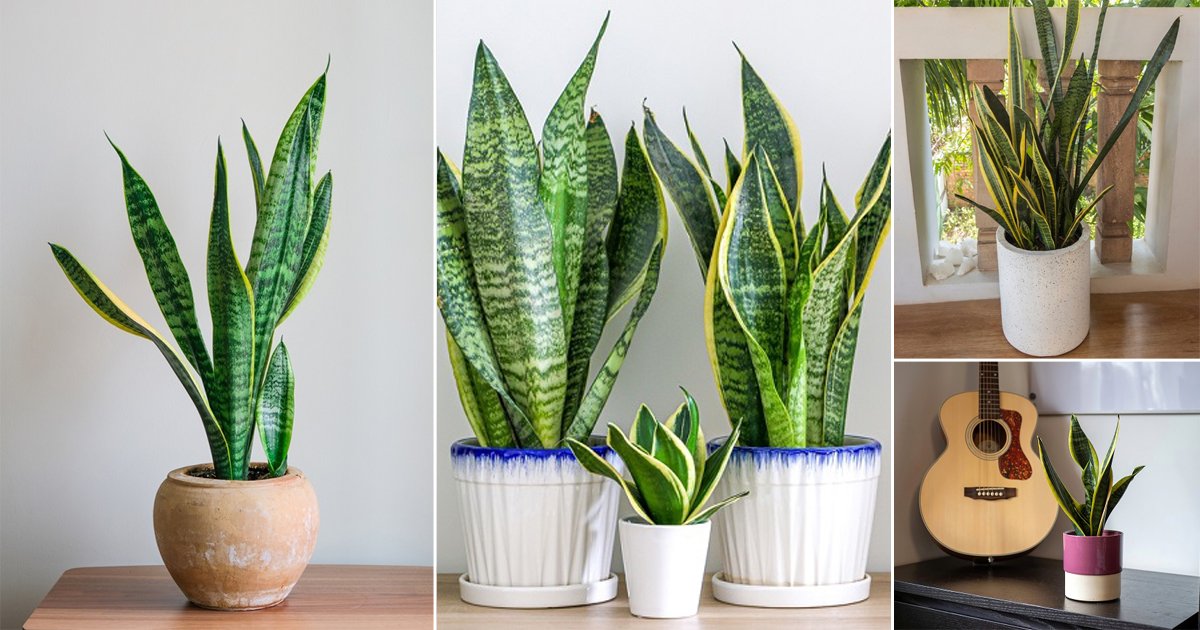 Best Pots for Snake Plants | How to Choose a Container for Snake Plant?