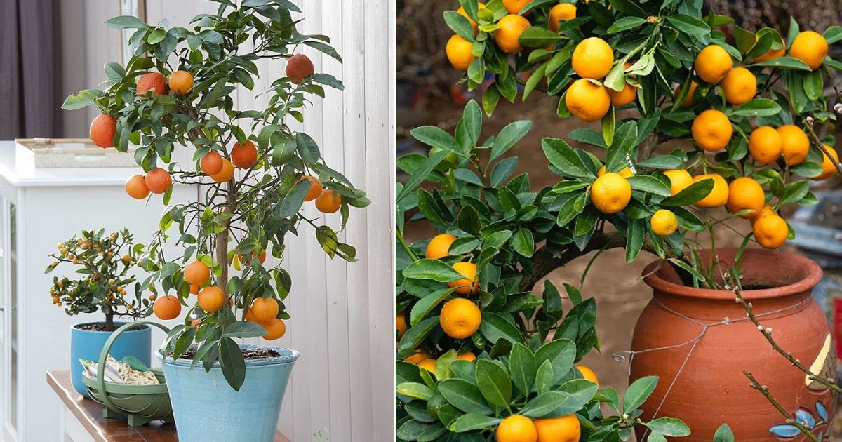dwarf valencia orange tree