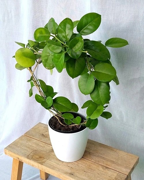 Hoya Varieties with Small Leaf  2
