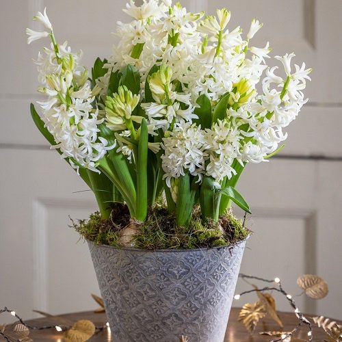 Gorgeous Flowers adorned with white bells 2