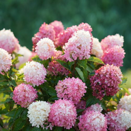 Gorgeous Pink and White Flowers 2
