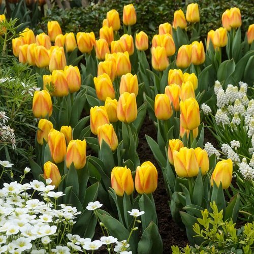 Best Yellow Tulip Varieties 6