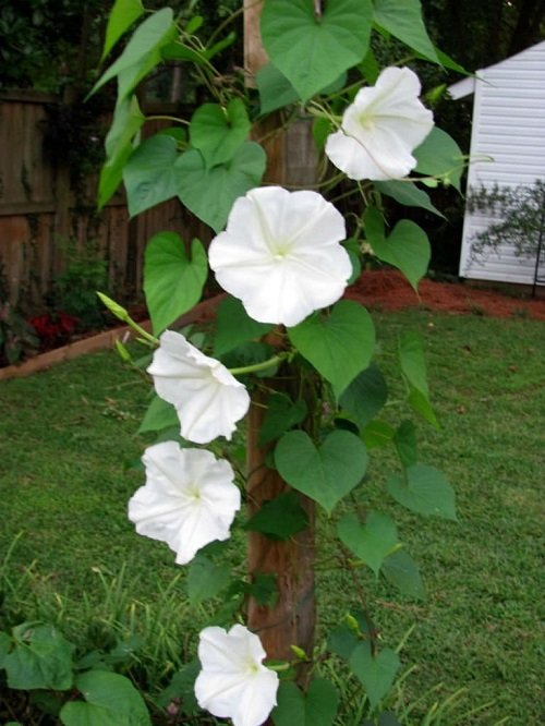 Vines with White Trumpet Flowers 1