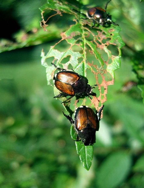 Types of Common Pests in Your Garden 4