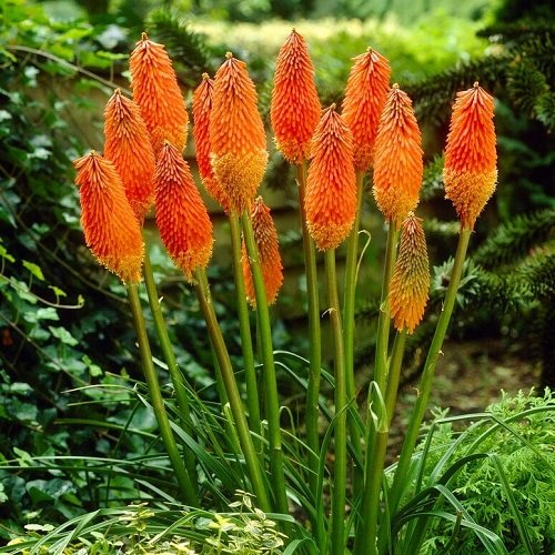The top 25 perennials that bloom orange
1