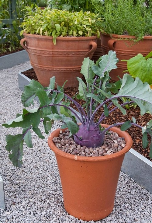 Cruciferous Vegetables in garden 