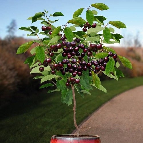 Best Types of Cherries to Grow in Pots 22